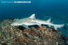 Banded Houndshark