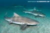 Banded Houndshark