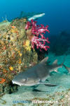 Banded Houndshark