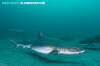 Banded Houndshark