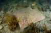 Barndoor Skate