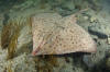 Barndoor Skate