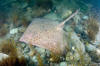 Barndoor Skate