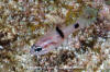 Barspot Cardinalfish