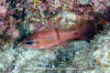 Barspot Cardinalfish