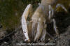Bay Ghost Shrimp