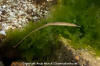 Bay Pipefish