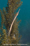 Bay Pipefish