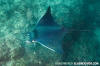 bentfin devil ray