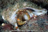 Bering Hermit Crab