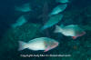 Bicolor Parrotfish