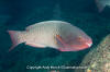 Bicolor Parrotfish