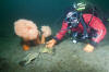 Big Skate Egg Case and Diver picture