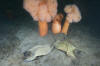 Big Skate Egg Cases image