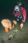 Big Skate Egg Case and Diver image