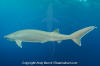 Bigeye Sixgill Shark