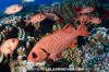 Bigscale Soldierfish