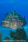 Black Grouper