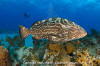 Black Grouper