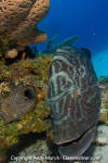 Black Grouper