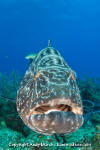 Black Grouper