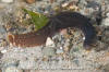 Black Prickleback