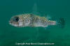 Black-Spotted Porcupinefish