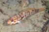 Blackeye Goby 005