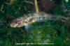 Blackeye Goby 006