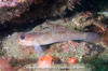 Blackeye Goby 007