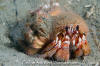 Blackeyed Hermit Crab