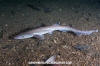 Blackmouth Catshark