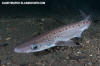 Blackmouth Catshark