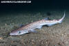 Blackmouth Catshark