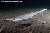 Blackmouth Catshark