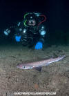 Blackmouth Catshark