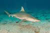 blacknose shark