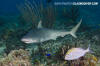 Blacknose shark