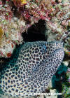 Blackspotted Moray