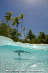 blacktip reef shark