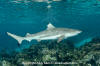 Blacktip Reef Shark