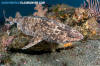 blotchy swell shark