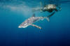 blue shark image