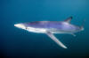 blue shark picture