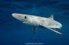 blue shark