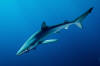 Blue-shark-040_small.jpg