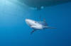 Blue-shark-043_small.jpg