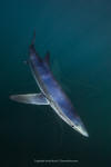 Blue Shark