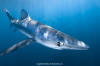 Blue Shark 472
