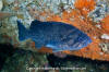 Blue Rockfish